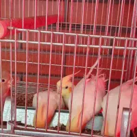 عروس هلندی بالغ|پرنده|شاهین‌شهر, عطار|دیوار