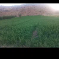 زمین کشاورزی آبی فلارد سند تک برگ دارد