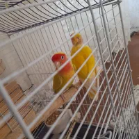 طوطی برزیلی|پرنده|بکتاش, |دیوار