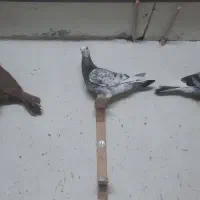 کفتر سار صید ماده