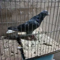 کفتر کله|پرنده|شیراز, تندگویان|دیوار