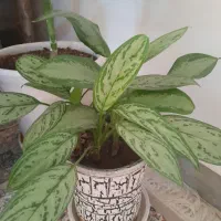 انواع گلهای طبیعی خانگی زیبا  سربزوسرحال|گل و گیاه طبیعی|بومهن, |دیوار