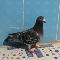 کبوتر پلاکی