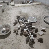 بلدرچین بالغ