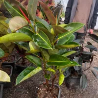 فیکوس جعبه انواع نژاد|گل و گیاه طبیعی|مشهد, الهیه|دیوار