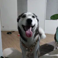 واگذاری کاملا رایگان ۲ هاسکی (شرایطی)|سگ|اهواز, زیتون کارمندی|دیوار