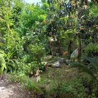 فروش باغ و ویلا کلنگی به متراژ ۳۳۵متردارای سند|فروش زمین و ملک کلنگی|دابودشت, |دیوار