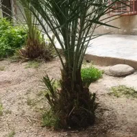 خدمات نخل خوزستان وسراسر کشور
