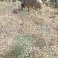 گوسفند خشک هی وه ورن|حیوانات مزرعه|چرداول, |دیوار