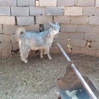 فروش کهره چاق تخت|حیوانات مزرعه|باغ صفا, |دیوار