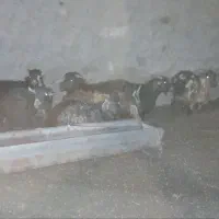 بز دورگ محلی ابستن|حیوانات مزرعه|جلگه ماژان, |دیوار