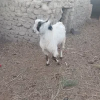 بز نر|حیوانات مزرعه|هامون, |دیوار