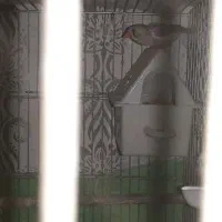 فنج نروماده