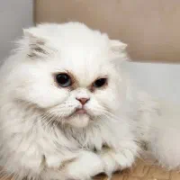 اسکاتیش ماده