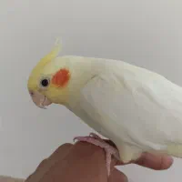 عروس هلندی لوتینو دستی