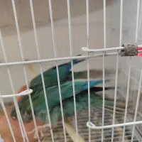 عروس هلندی دوکت .گرینچیک تراکوییس|پرنده|زابل, |دیوار