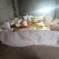 فروش مرغ ارگانیک