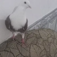 کبوتر|پرنده|بوئین زهرا, |دیوار