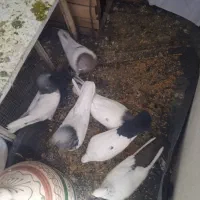 کبوتر|پرنده|صالح آباد, |دیوار