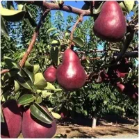 فروش انواع نهال های با کیفیت بالا و تضمینی