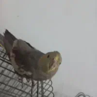 عروس هلندی مولد|پرنده|محمدشهر, محمدشهر|دیوار