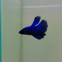 فایتر هافمون|ماهی|هشتگرد, شهرک اقدسیه|دیوار