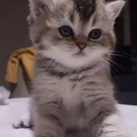 گربه بریتیش و اسکاتیش