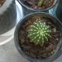 انواع گل|گل و گیاه طبیعی|فیرورق, |دیوار