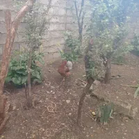 مرغ و خروس|حیوانات مزرعه|لاهیجان, آهندان|دیوار