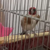 دوعدد سره رسمی|پرنده|تهران, مسعودیه|دیوار