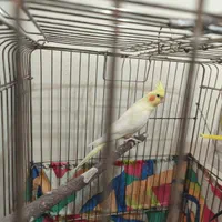 عروس هلندی نر و ماده درجه یک خانگی باوسایل کامل|پرنده|کرمانشاه, |دیوار