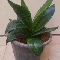 گل و گلدون با رشد عا لی|گل و گیاه طبیعی|قزوین, |دیوار