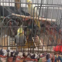 جفت عروس هلندی|پرنده|چغادک, |دیوار