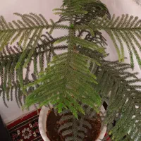 کاج مطبق بزرگ|گل و گیاه طبیعی|خسروشاه, |دیوار