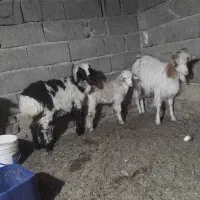 بره ماده وبز وبزغاله