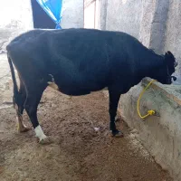 گاو 7 ماه آبستن|حیوانات مزرعه|دره شهر, |دیوار