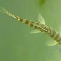 ماهی آکواریومی لوچ|ماهی|زابل, |دیوار