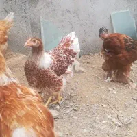 تخم مرغ ویاندوت بدون پر غلط