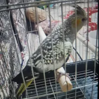 عروس هلندی گم شده
