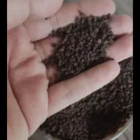 چایی کله مورچه ای