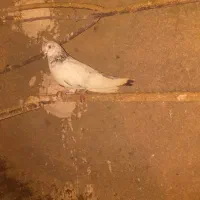 5عدد کبوتر|پرنده|مریوان, |دیوار