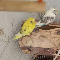 یک جفت مرغ عشق