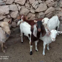 بز سرحال همه آبستن|حیوانات مزرعه|بفروئیه, |دیوار