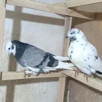 کبوتر رنگی و پرشی|پرنده|ابهر, |دیوار