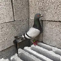 پلاکی|پرنده|خمینی‌شهر, |دیوار