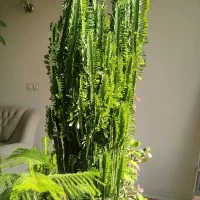 گل افوربیا آپارتمانی