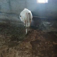 گاو|حیوانات مزرعه|ثمرین, |دیوار