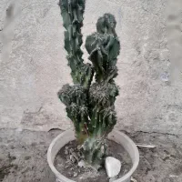 گلهای خانگی|گل و گیاه طبیعی|رشت, علی آباد|دیوار