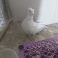 کفتر ساتن کاکلی سینه فر نوک قناری نر سفید پاک|پرنده|اردکان, |دیوار