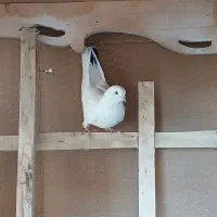 کفتر پرشی|پرنده|کرج, ساسانی (قلمستان)|دیوار